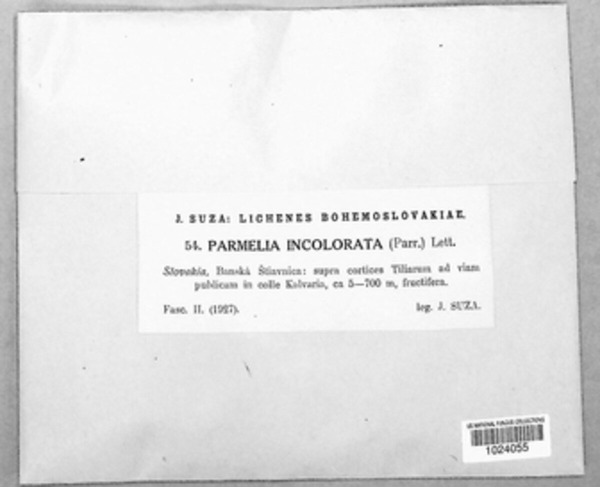 Parmelia incolorata image